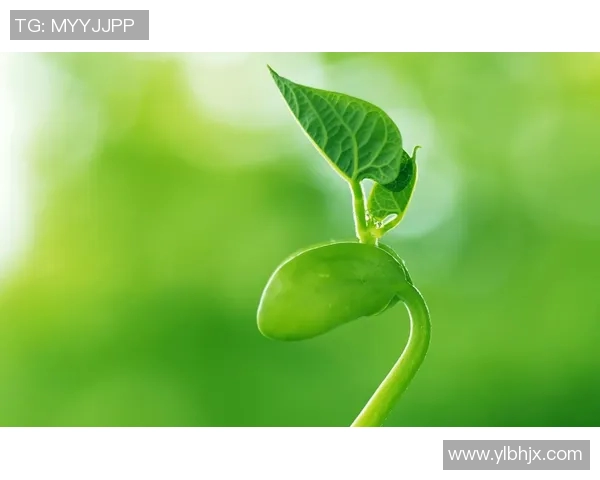 足球明星高清绿色壁纸精选展现运动魅力与自然之美的完美结合